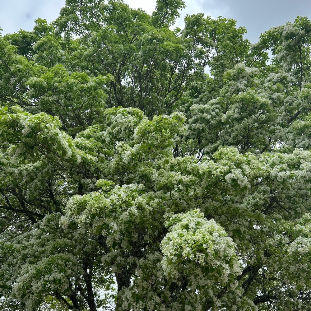 Meet your Posher, Sarai